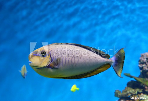 Bild på Rhino Vlamingh Naso vlamingii Bignose unicornfish or fish surgeon on the seabed